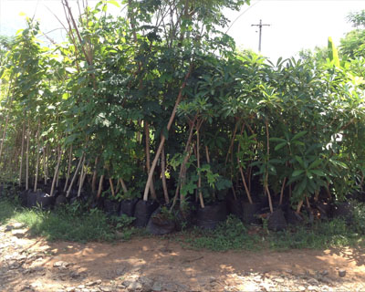 Sri Kamatchi Amman Horticultural Nursery - 30