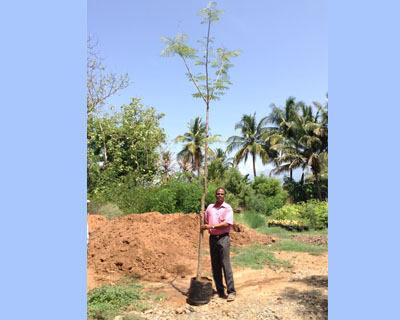 Sri Kamatchi Amman Horticultural Nursery - 30