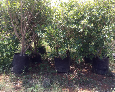 Sri Kamatchi Amman Horticultural Nursery - 30