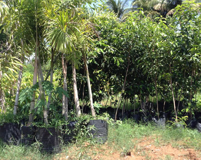 Sri Kamatchi Amman Horticultural Nursery - 30
