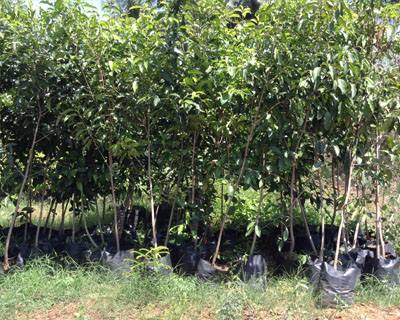 Sri Kamatchi Amman Horticultural Nursery - 30