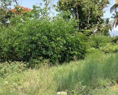Sri Kamatchi Amman Horticultural Nursery - 30