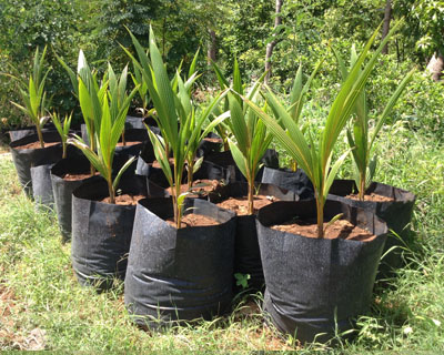 Sri Kamatchi Amman Horticultural Nursery - 30