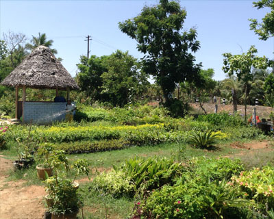 Sri Kamatchi Amman Horticultural Nursery - 30