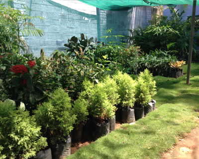 Sri Kamatchi Amman Horticultural Nursery - 1