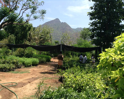 Sri Kamatchi Amman Horticultural Nursery - 30
