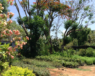 Sri Kamatchi Amman Horticultural Nursery - 30