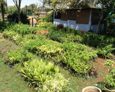 Sri Kamatchi Amman Horticultural Nursery - 30