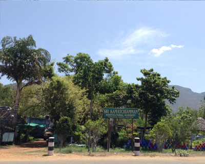 Sri Kamatchi Amman Horticultural Nursery - 30
