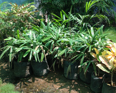 Sri Kamatchi Amman Horticultural Nursery - 2