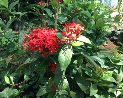 Nursery Plants