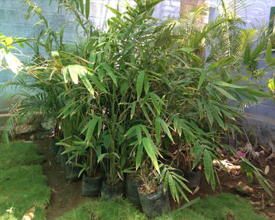Sri Kamatchi Amman Horticultural Nursery - 3