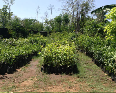 Sri Kamatchi Amman Horticultural Nursery - 30