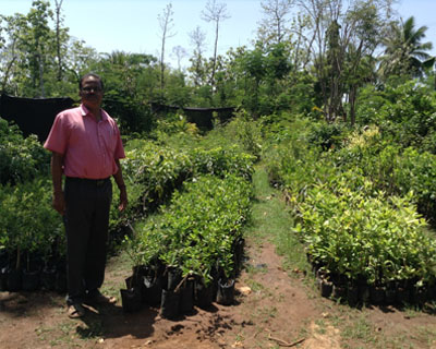 Sri Kamatchi Amman Horticultural Nursery - 30