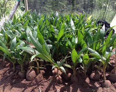 Sri Kamatchi Amman Horticultural Nursery - 30